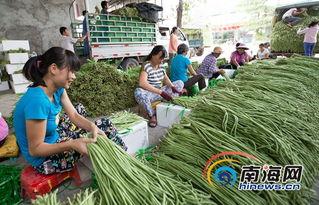 海南三亚今日瓜菜收购价,新鲜行情一览