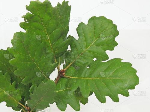 黄花梨树叶图片大全,自然之美与艺术之韵