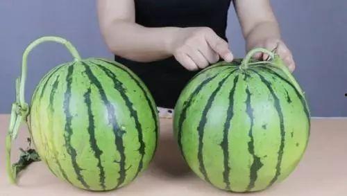 吃瓜爆料颜色不一样,揭秘娱乐圈的缤纷世界