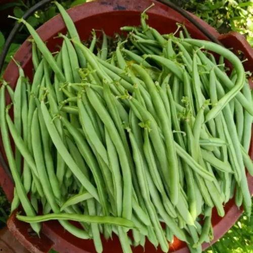 无筋豆图片,绿色营养的餐桌佳品