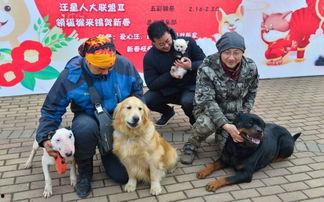 国际赛犬比赛视频,国际赛犬比赛精彩瞬间大盘点