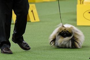国际赛犬比赛视频,国际赛犬比赛精彩瞬间大盘点