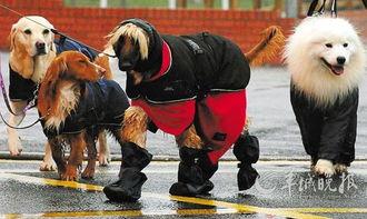 国际赛犬比赛视频,国际赛犬比赛精彩瞬间大盘点