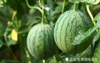 国语西瓜,夏日消暑佳品，品味传统与创新的交融