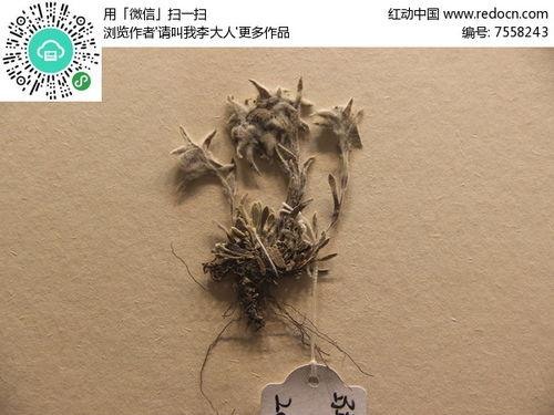 火绒草图片,高原上的璀璨明珠