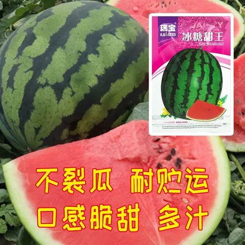 黑脆瓜含糖多吗怎么吃,黑脆瓜高糖分食用指南