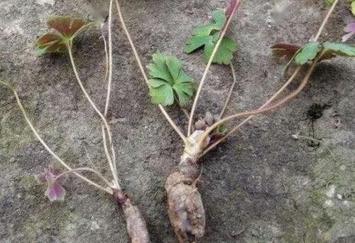雷丸图片,传统中药的神秘面纱
