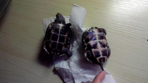 金线龟图片
