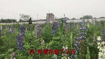 花香在线观看,在线体验花艺之美