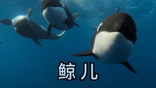 虎鲸 视频,海洋霸主的生活掠影