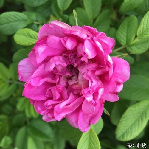 花卉图片大全及花名,缤纷花名大盘点