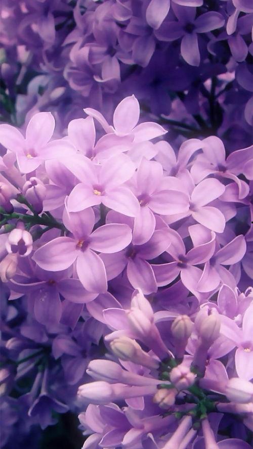 花卉图片大全及花名,缤纷花名大盘点