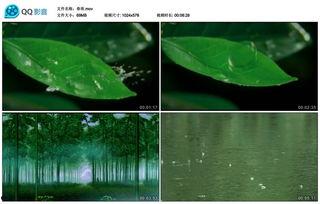 下雨荷花图片大全,捕捉夏日雨后荷花之美