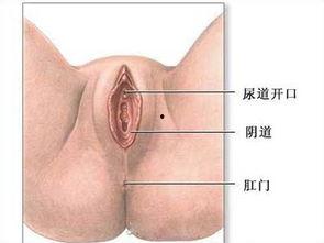 阴部图片