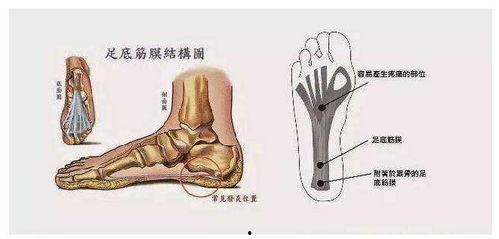 脚后跟发白图片,探寻健康与美丽之道