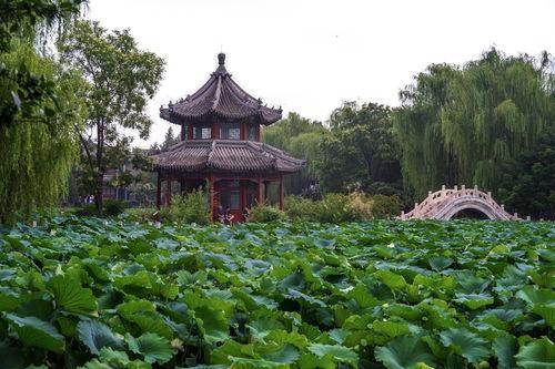 莲花池图片