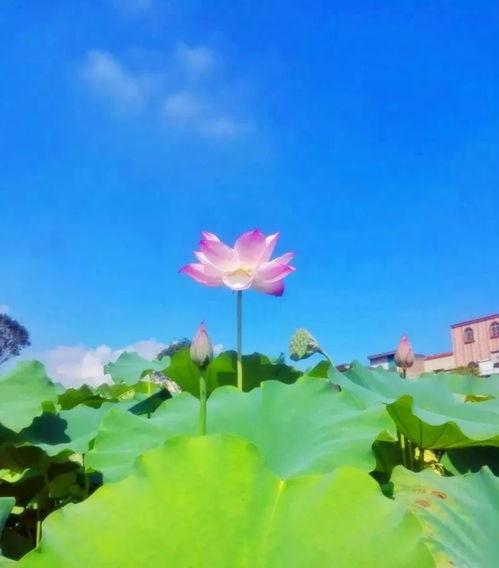 莲花池图片