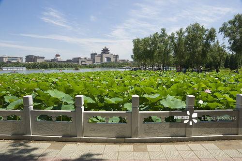 莲花池图片