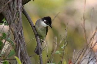 白头鹎图片,翩翩起舞的林中精灵