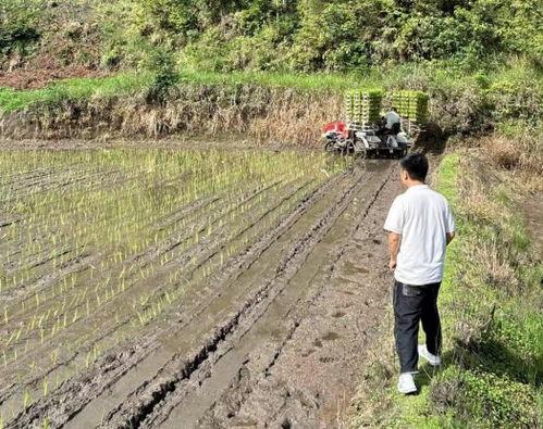 插水稻图片,稻田里的生机盎然