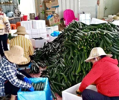 瓜菜价格今日价