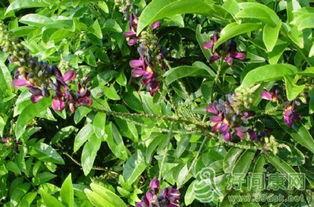 活血藤的图片,天然草本植物的活血化瘀功效解析