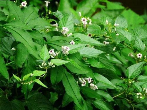 活血藤的图片,天然草本植物的活血化瘀功效解析