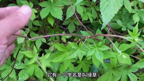 活血藤的图片,天然草本植物的活血化瘀功效解析