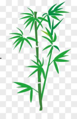 竹叶图片大全,自然之美尽收眼底