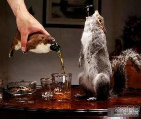 白鼬图片,灵动优雅的森林精灵