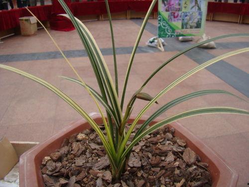 兰花异草图片大全,探寻大自然的神秘瑰宝