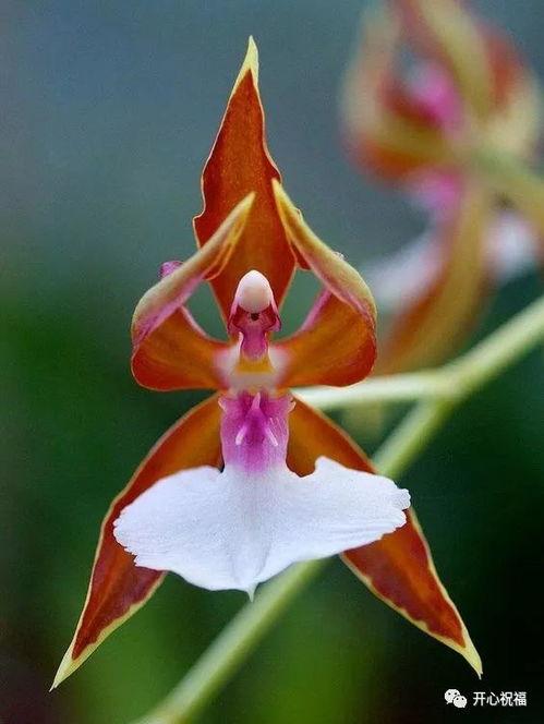 兰花异草图片大全,探寻大自然的神秘瑰宝