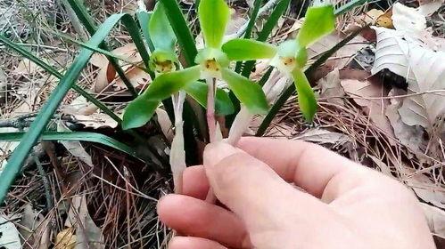 兰花异草图片大全,探寻大自然的神秘瑰宝