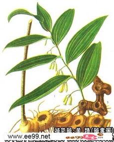 黄精药材图片,滋补养生之宝的神秘面纱