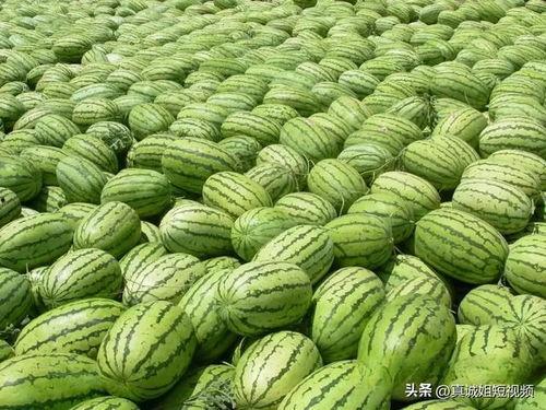 大美娱乐吃瓜,揭秘娱乐圈最新吃瓜事件