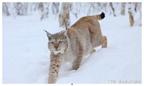 狸子图片,捕捉瞬间美好