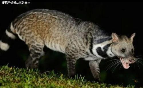 狸子图片,捕捉瞬间美好