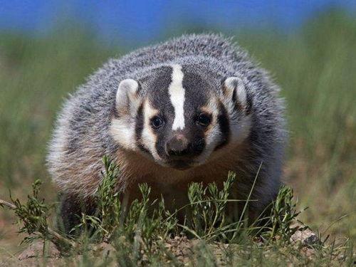 狸子图片,捕捉瞬间美好