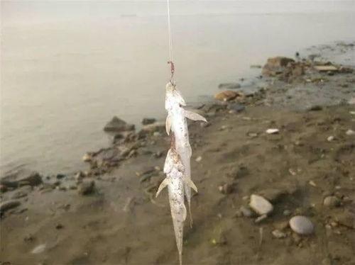 龙须鱼图片欣赏,探寻水中珍馐的优雅与鲜美