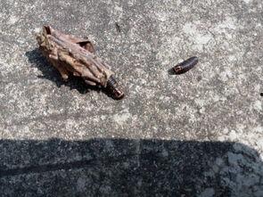 手上长虫子图片大全