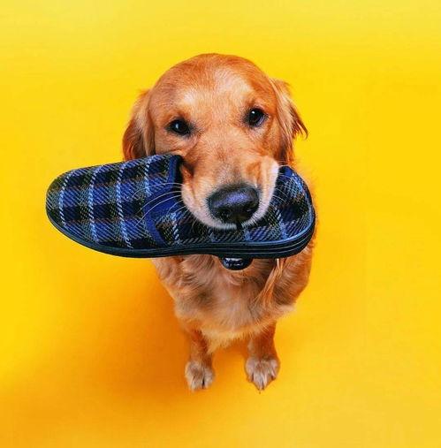 和狗做了图片大全