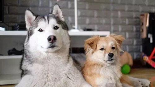 和狗做了图片大全