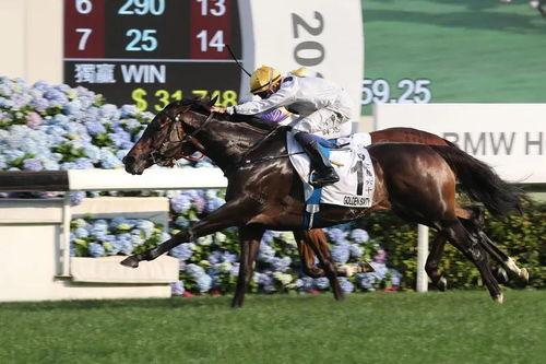 日本人马,马与人的和谐共生