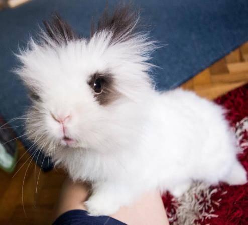 黑料吃瓜困困兔直播,困困兔直播带你揭秘娱乐圈幕后真相