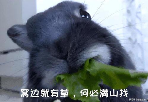 黑料吃瓜困困兔直播,困困兔直播带你揭秘娱乐圈幕后真相