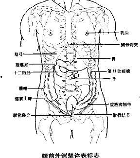 人体肝脏的位置图片,揭秘肝脏在体内的神秘布局