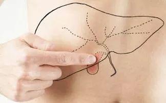 人体肝脏的位置图片,揭秘肝脏在体内的神秘布局