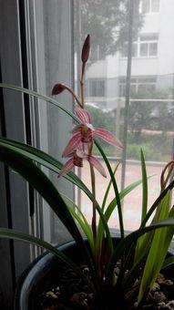 兰花价格表和图片大全,探寻花中君子之美