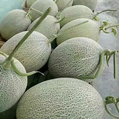 哈密瓜价格今日价安徽,市场行情一览”